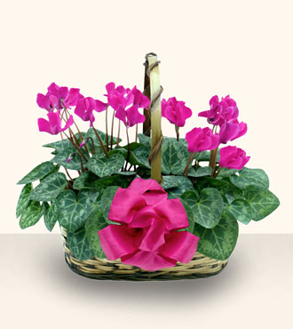 Siteler Ankara cicek , cicekci  Double Cyclamen sepette