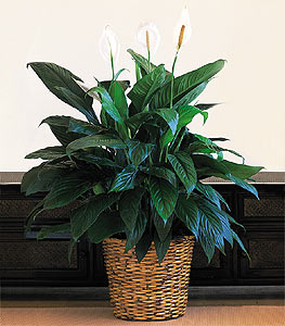  Ankara Siteler Tatlar iek online iek siparii  Large Spathiphyllum