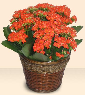  Ankara Siteler nder iek servisi , ieki adresleri  Large Kalanchoe in Basket