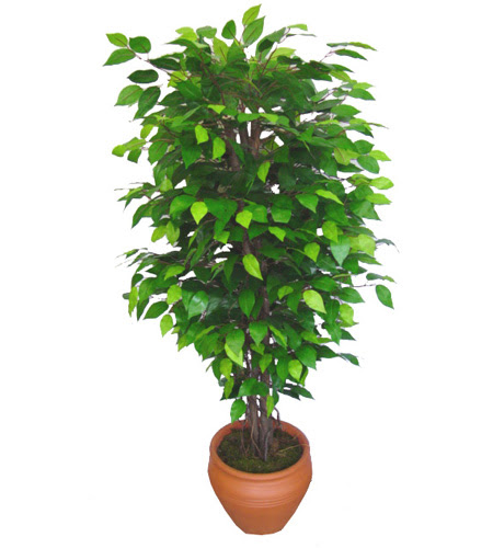 Ficus Benjamin 1,50 cm   Ankara Siteler Ulubey anneler gn iek yolla 