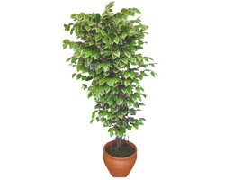 Ficus zel Starlight 1,75 cm  Siteler Ankara cicek , cicekci 