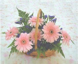 gerbera ieklerinde sepet   Ankara Siteler Aydnck iek yolla