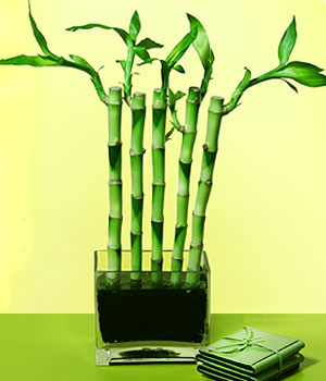  Ankara Siteler Ulubey anneler gn iek yolla  Good Harmony Lucky Bamboo camda