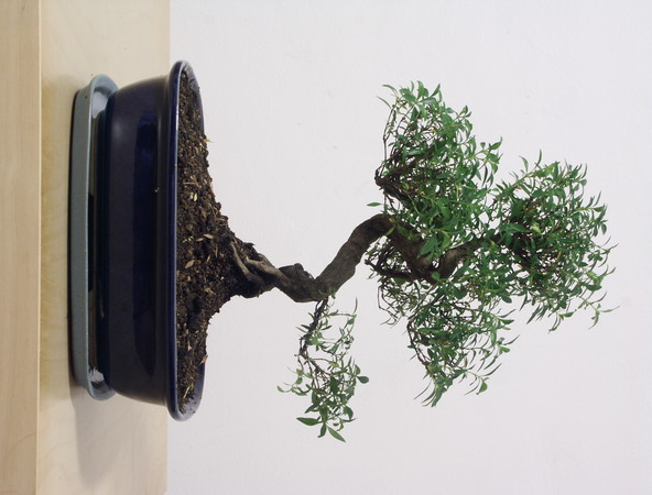 ithal bonsai saksi iegi  Ankara Siteler nder iek siparii