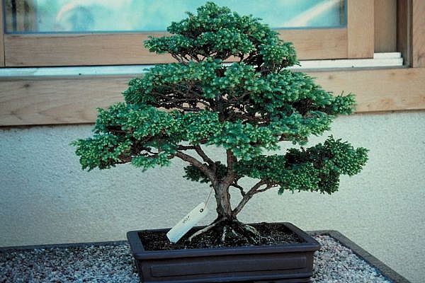 ithal bonsai saksi iegi  Ankara Siteler Ulubey 14 ubat sevgililer gn iek 