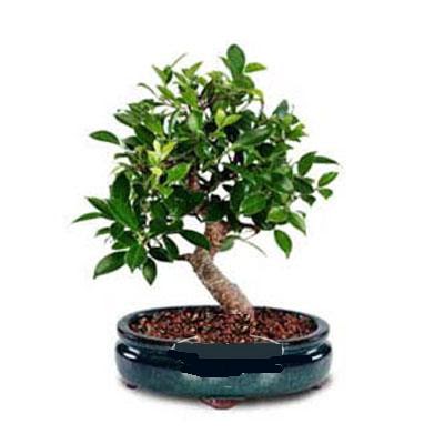 ithal bonsai saksi iegi  Ankara Siteler Karaprek iek siparii sitesi 