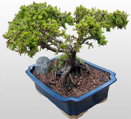 ithal bonsai saksi iegi  Ankara Siteler Gneevler ieki maazas 