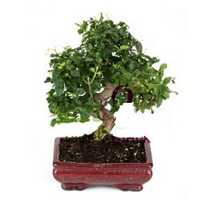 ithal bonsai saksi iegi  Ankara Siteler Ulubey anneler gn iek yolla 