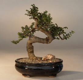 ithal bonsai saksi iegi  Ankara Siteler Ulubey 14 ubat sevgililer gn iek 