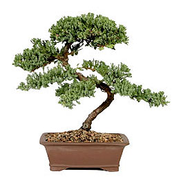 ithal bonsai saksi iegi  Ankara Siteler Aliersoy iek gnder