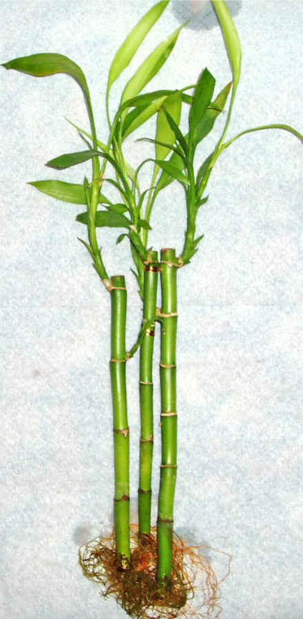 Lucky Bamboo 3 adet vazo hediye edilir  Siteler Ankara cicek , cicekci 