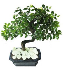 9 yasinda Bonsai agaci  Haymana Yenimahalle Ankara iek siparii 