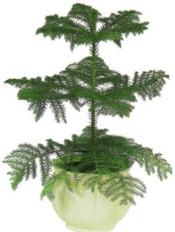 Araucaria Heterophylla i mekan saks  Ankara Karaprek mamak iek maazas , ieki adresleri 