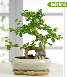 S eklinde ithal gerek bonsai japon aac  Ankara Siteler Karaprek iek sat 