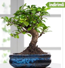 Bonsai japon aac  Ankara Siteler Doantepe iek sat 