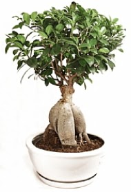 Bonsai japon aac yaprak dkmeyen  Ankara Siteler Aydnck iek yolla