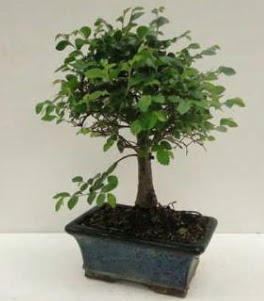 Bonsai saks bitkisi japon aac  Ankara Siteler Ulubey anneler gn iek yolla 