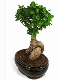 Bonsai saks bitkisi japon aac  Ankara Siteler Karaprek iek siparii sitesi 