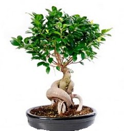 Bonsai Japon aac saks bitkisi  Ankara Siteler Ulubey 14 ubat sevgililer gn iek 