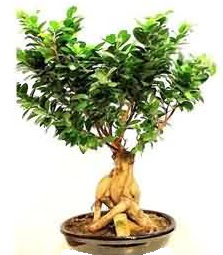 Bonsai Japon aac saks bitkisi  Ankara Siteler Karaprek iek siparii sitesi 