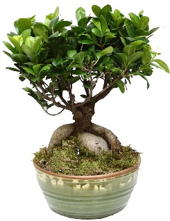 Japon aac bonsai saks bitkisi  Ankara Siteler Glpnar iekiler