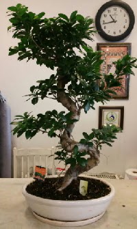 100 cm yksekliinde dev bonsai japon aac  Ankara Siteler Glpnar iekiler