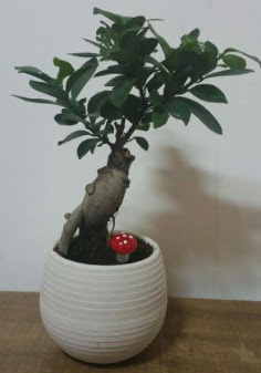 Bonsai japon aac saks iei  Ankara Siteler Aliersoy iek gnder