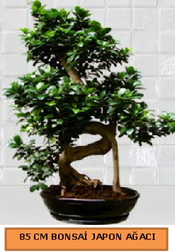 85 CM Japon aac Bonsai saks bitkisi  Ankara Siteler Gicik ucuz iek gnder 