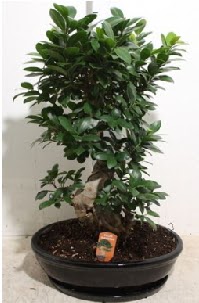 75 CM Ginseng bonsai Japon aac  Ankara Siteler BeikkaYA nternetten iek siparii 