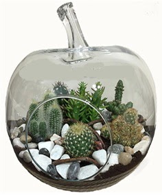 Terrarium tanzim elma camda 5 kakts  Ankara Siteler Karaprek iek siparii sitesi 