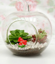 Kk elma terrarium 3 kakts  Ankara Siteler Yukarpeenek online iek gnderme sipari 