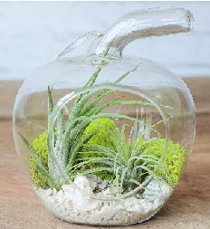 Elma terrarium kk boy 2 kakts  Ankara Siteler Karaprek dn iekleri