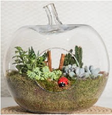 Elma terrarium orta boy 4 kakts  Ankara Siteler Karaprek iek siparii sitesi 