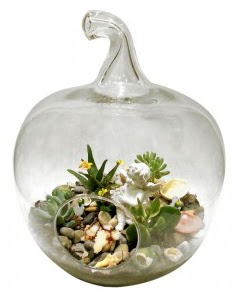 Orta boy elma terrarium 5 kakts Siteler Ankara cicek , cicekci 