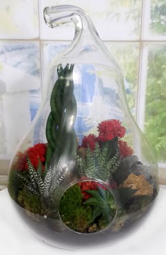 5 adet kakts orta boy armut terrarium  Ankara Siteler Karaprek iek siparii sitesi 