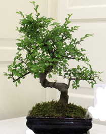 Bonsai saks iei  Ankara Siteler Ulubey 14 ubat sevgililer gn iek 