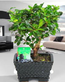 Bonsai japon aac saks bitkisi  Ankara Siteler Doantepe iek sat 