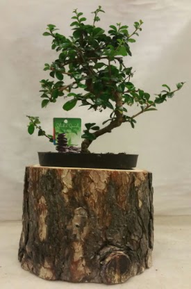 Doal ktk iinde bonsai japon aac  Ankara Siteler Glpnar iekiler