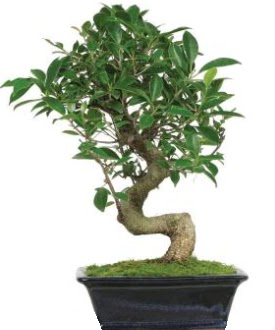 Bonsai saks bitkisi japon aac  Ankara Siteler nder iek siparii