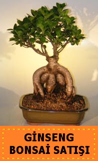 Ginseng bonsai sat japon aac Siteler Ankara cicek , cicekci 