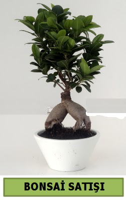 Bonsai japon aac sat  Ankara Siteler nder iek servisi , ieki adresleri 