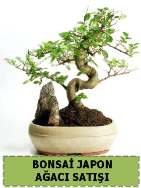 Bonsai japon  aac sat Minyatr thal  Ankara Siteler Karaprek dn iekleri