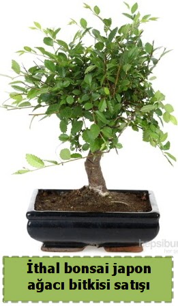 thal bonsai saks iei Japon aac sat  Ankara Siteler Glpnar iekiler