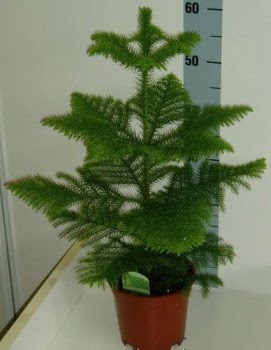 60 cm Salon am araucaria heterophylla  Siteler Bapnar Ankara iek gnderme