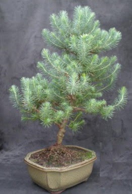 Bonsai am aac japon aac bitkisi  Ankara Siteler Aliersoy iek gnder