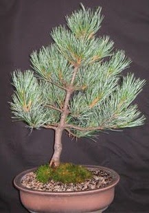 Bonsai am aac japon aac bitkisi  Ankara Siteler Karaprek iek siparii sitesi 