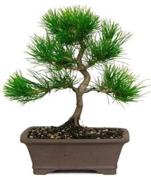 Bonsai am aac japon aac bitkisi  Ankara Siteler Karaprek iek sat 