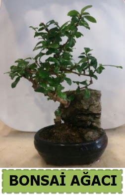 Bonsai aac japon aac sat  Ankara Siteler BeikkaYA nternetten iek siparii 