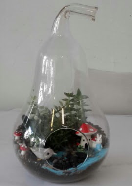 Armut orta boy cam terrarium  Ankara Siteler Glpnar iekiler