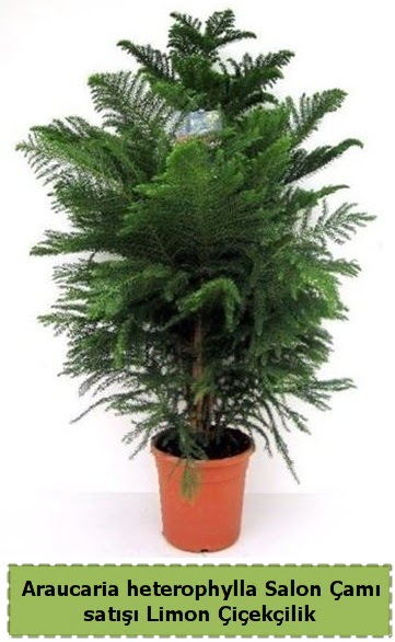 Salon am Sat Araucaria heterophylla  Ankara Siteler Doantepe iek sat 